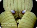 Trigonidium egertonianum